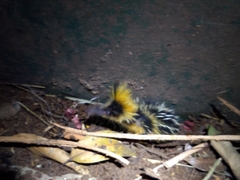 Hemicentetes semispinosus