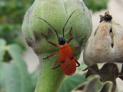 Dysdercus decussatus