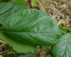 Rubus sciocharis