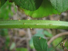 Rubus sciocharis