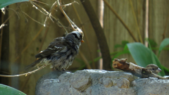 Zonotrichia leucophrys