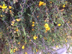 Bossiaea cinerea