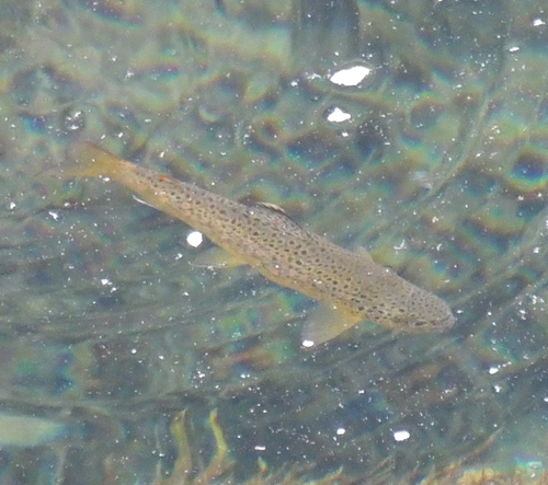pstruh hnedý (Salmo trutta)