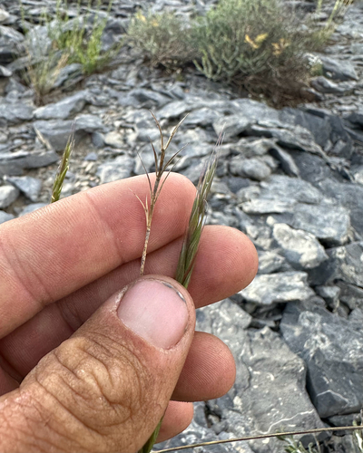 Elymus X saundersii