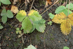 Fragaria vesca