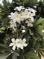 Plumeria obtusa