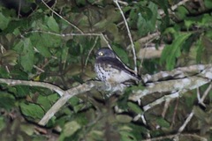 Glaucidium tephronotum