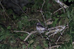 Glaucidium tephronotum