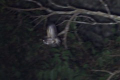 Glaucidium tephronotum