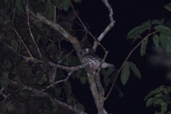 Glaucidium tephronotum