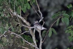 Glaucidium tephronotum