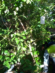 Cinnamomum osmophloeum