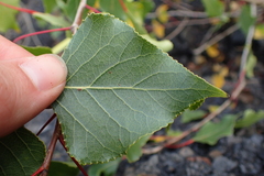 Populus