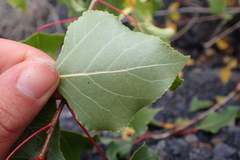 Populus