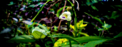 African Coromandel
