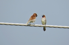 Lonchura punctulata nisoria