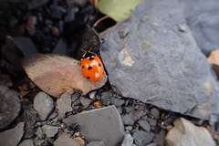 Coccinella septempunctata