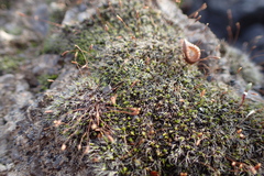 Bryophyta