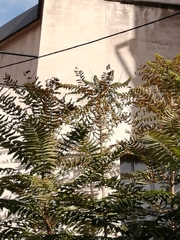 Ailanthus altissima