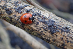 Coccinella septempunctata