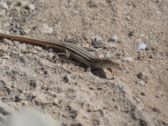 Acanthodactylus schreiberi