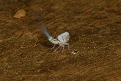 Nogodinidae