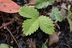 Fragaria vesca