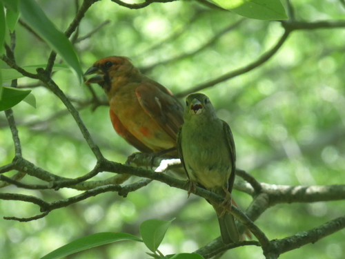 Northern Cardinal photographed in Arkansas