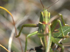 Terpandrus