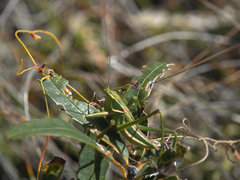 Terpandrus