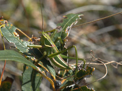 Terpandrus