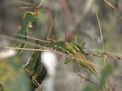 Terpandrus