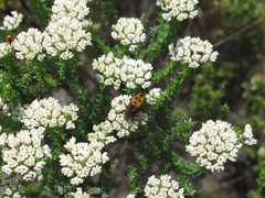 Campulipus limbatus