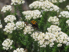Campulipus limbatus