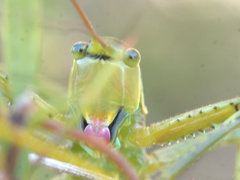 Terpandrus