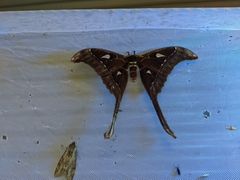 Coscinocera hercules