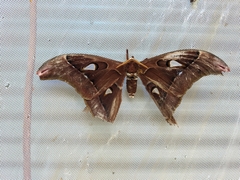 Coscinocera hercules