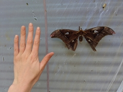 Coscinocera hercules