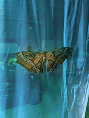 Coscinocera hercules