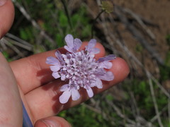 Scabiosa incisa