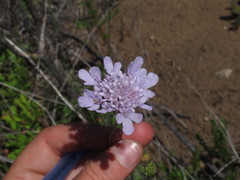 Scabiosa incisa