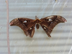 Coscinocera hercules