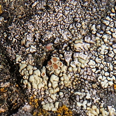 Myriolecis straminea