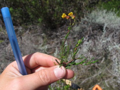 Hermannia joubertiana