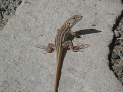 Acanthodactylus schreiberi