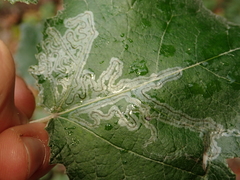 Phytomyza lappae