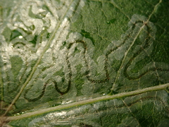 Phytomyza lappae