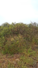 Eucalyptus fasciculosa