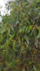 Eucalyptus fasciculosa