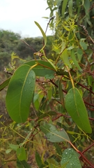 Eucalyptus fasciculosa